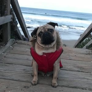 Meet your Posher, Jake